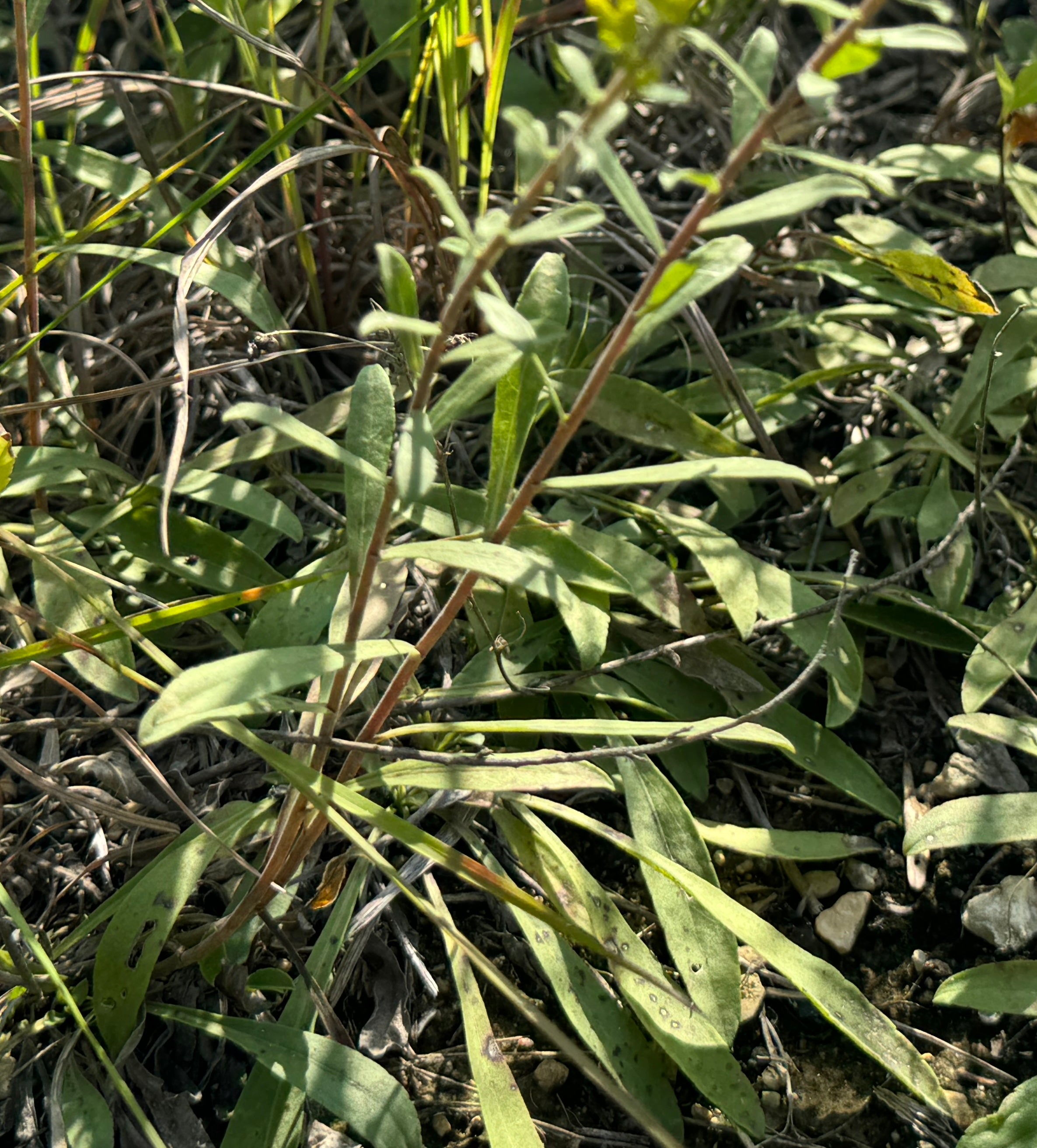 Old Field Goldenrod (Solidago Nemoralis)