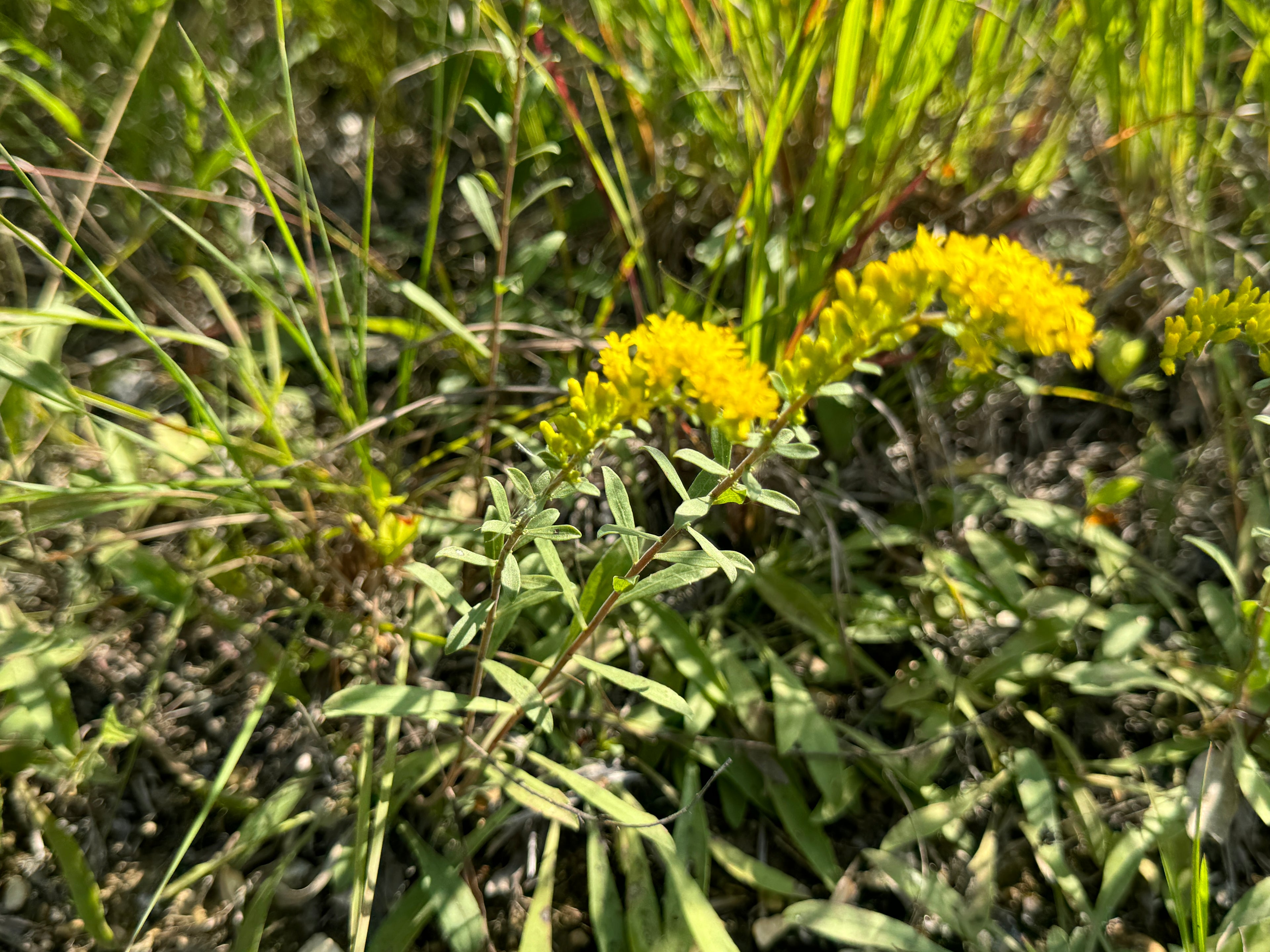 Old Field Goldenrod (Solidago Nemoralis)