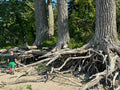 Cottonwood (Populus Deltoides)