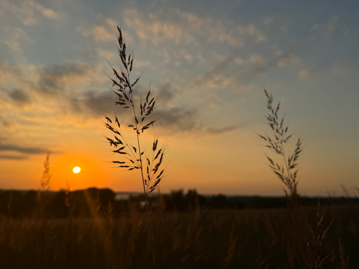 Yellow Prairie Grass (Sorghastrum Nutans)