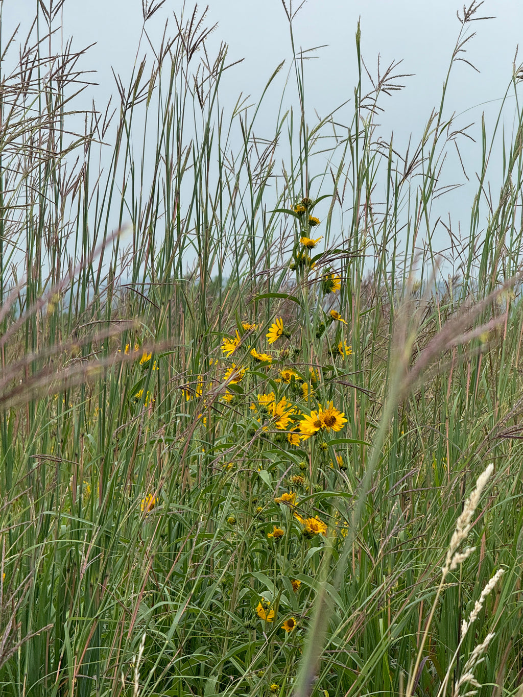 Big Bluestem (Andropogon Gerardii)
