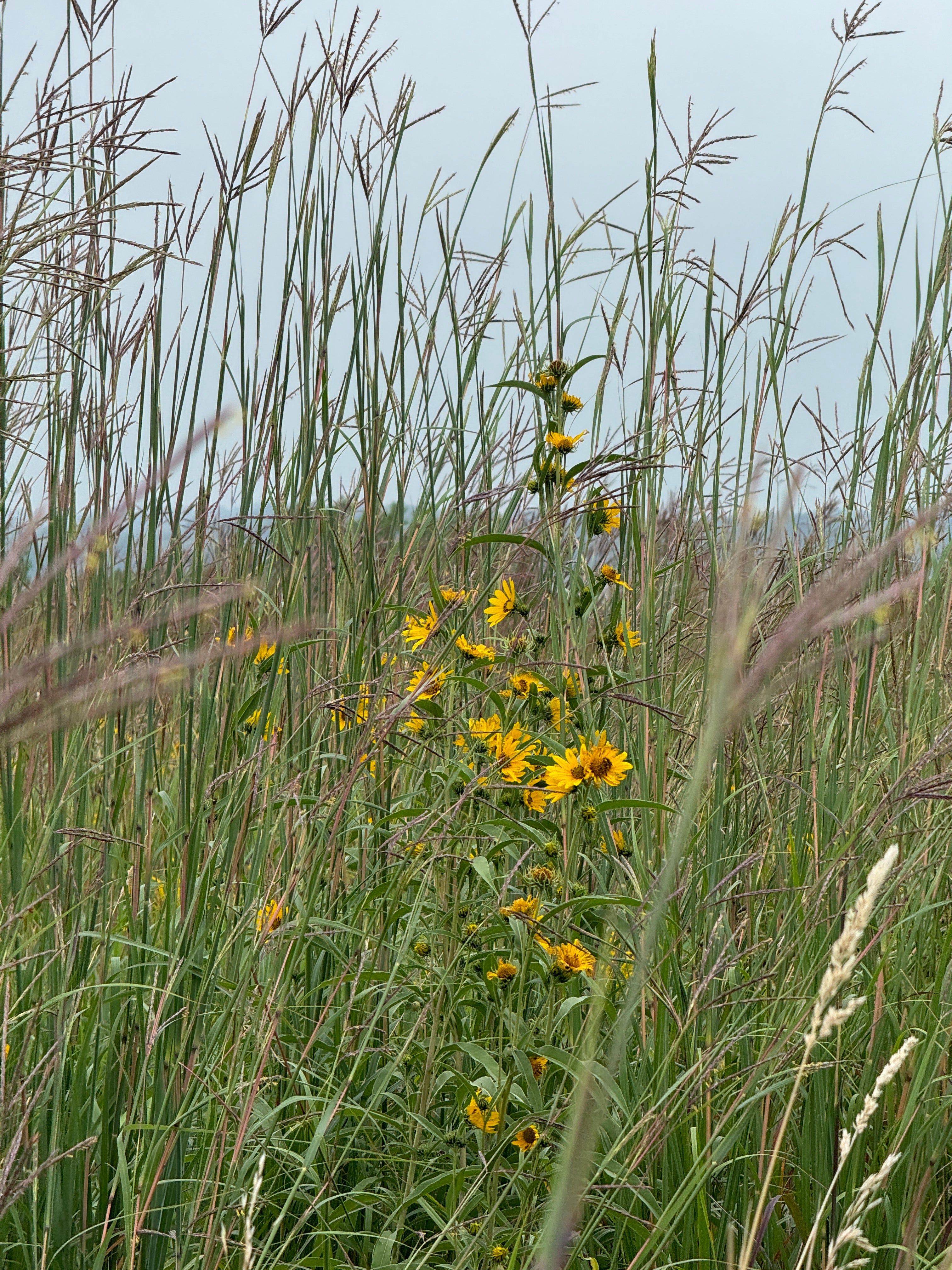 Big Bluestem (Andropogon Gerardii)
