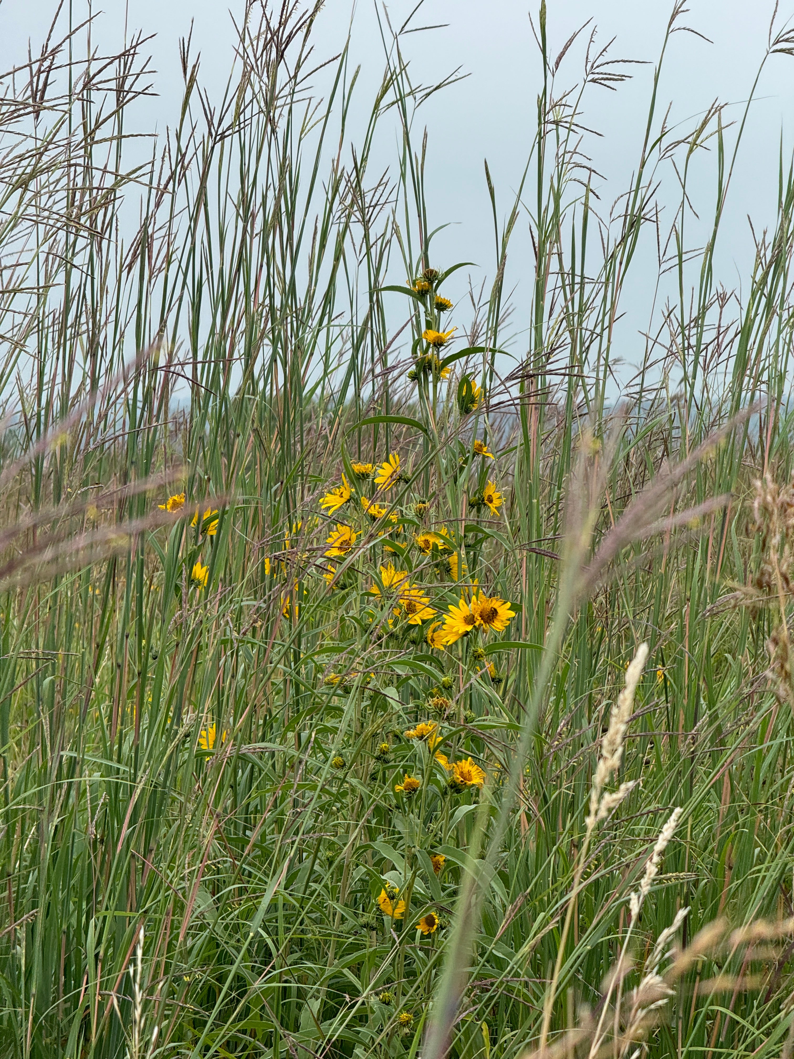 Maximilian Sunflower (Helianthus Maximiliani)