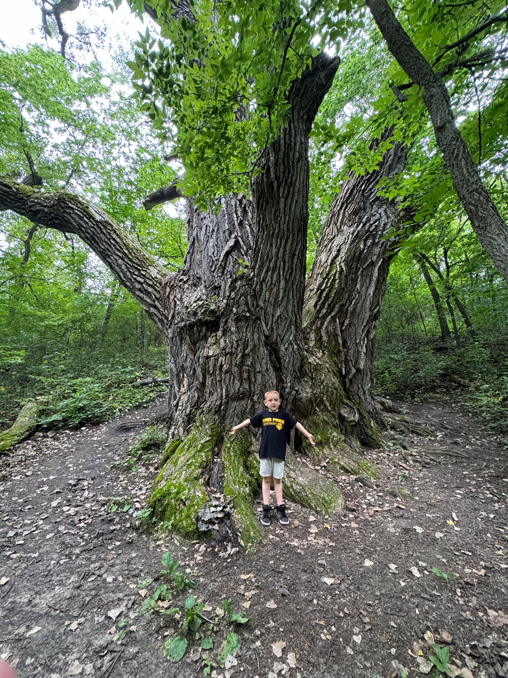 Cottonwood (Populus Deltoides)