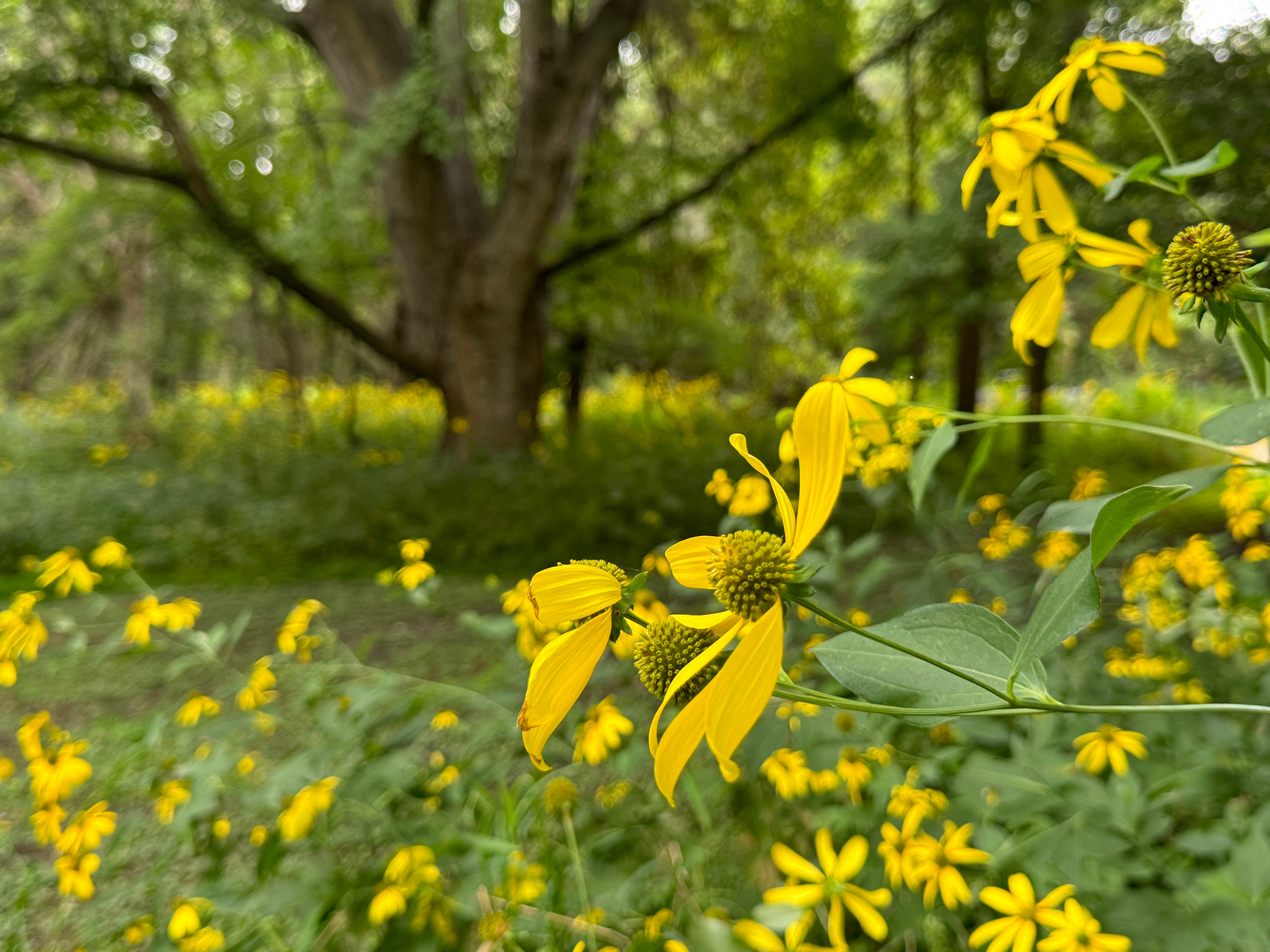 Cutleaf Coneflower (Rudbeckia Laciniata)