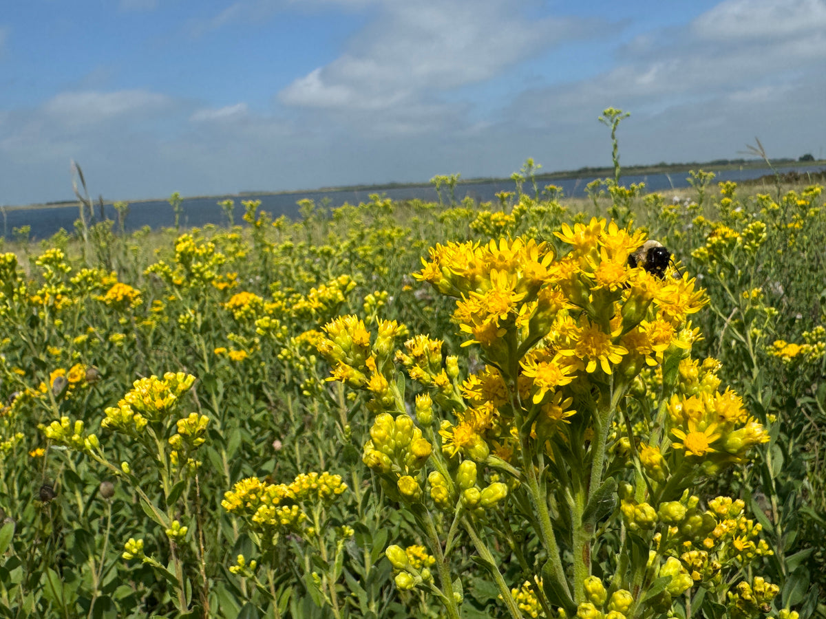 Stiff Goldenrod (Solidago Rigida)