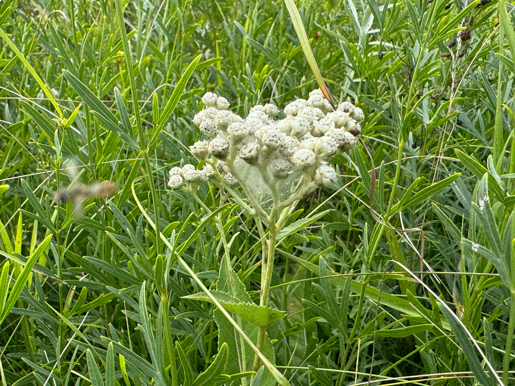 Wild Quinine (Parthenium Integrifolium)
