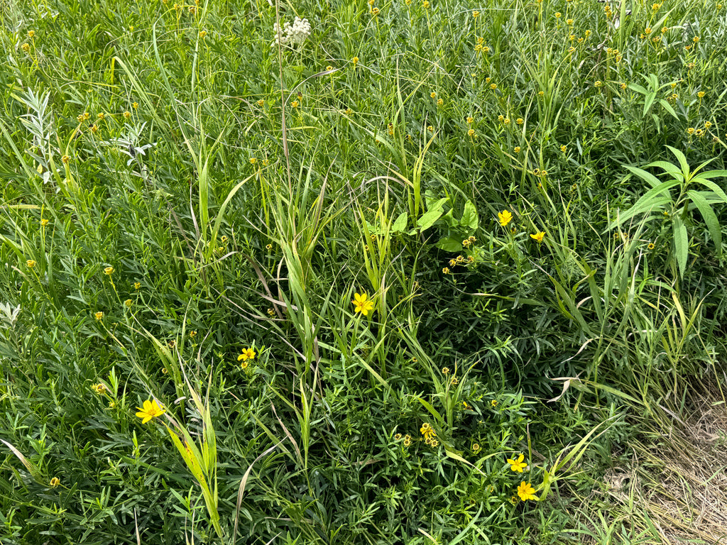Prairie Coreopsis (Coreopsis Palmata)