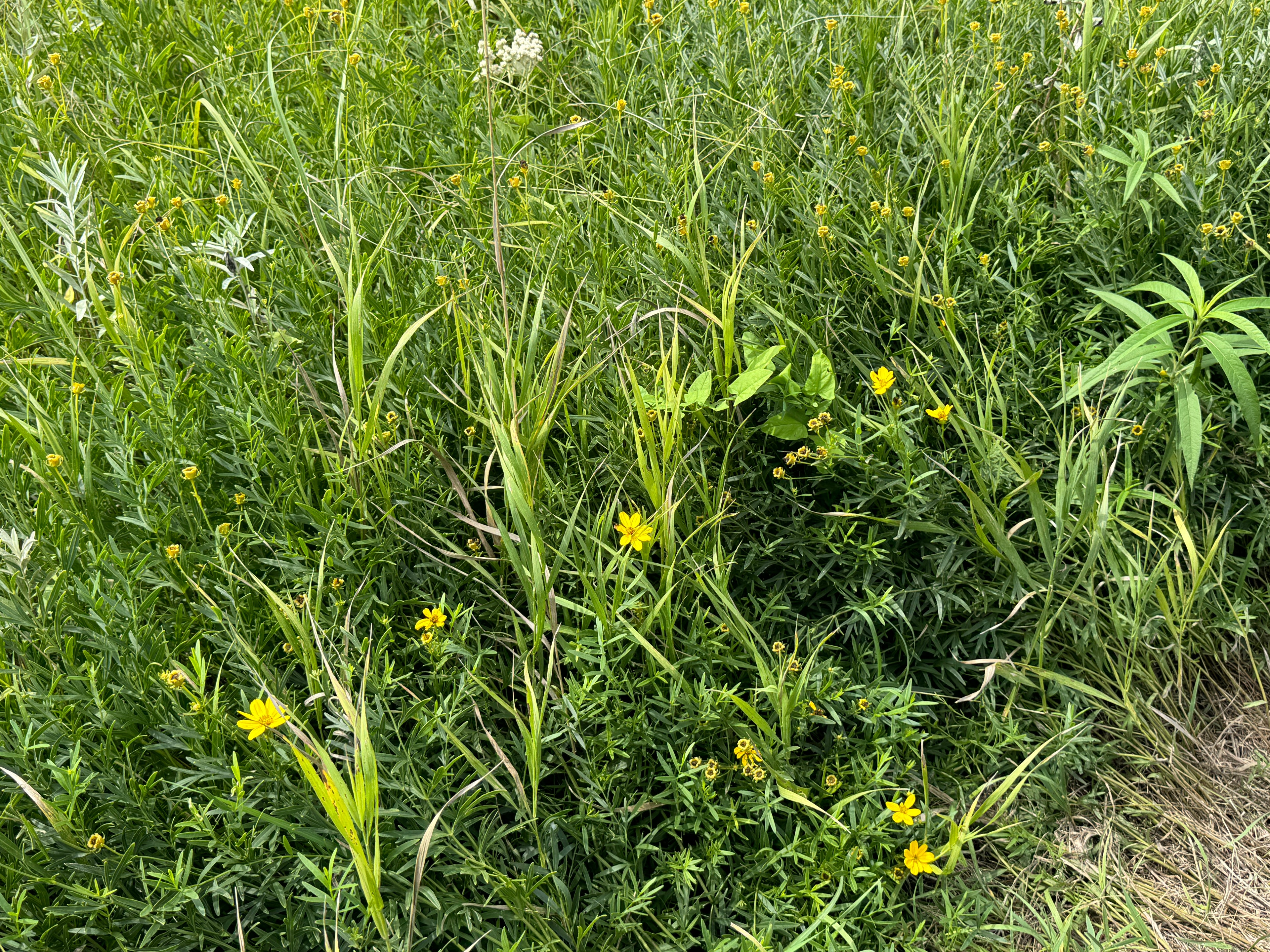 Prairie Coreopsis (Coreopsis Palmata)