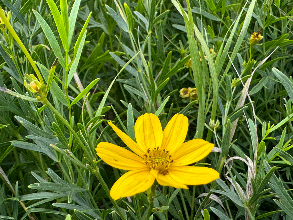 Prairie Coreopsis (Coreopsis Palmata)