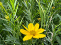 Prairie Coreopsis (Coreopsis Palmata)