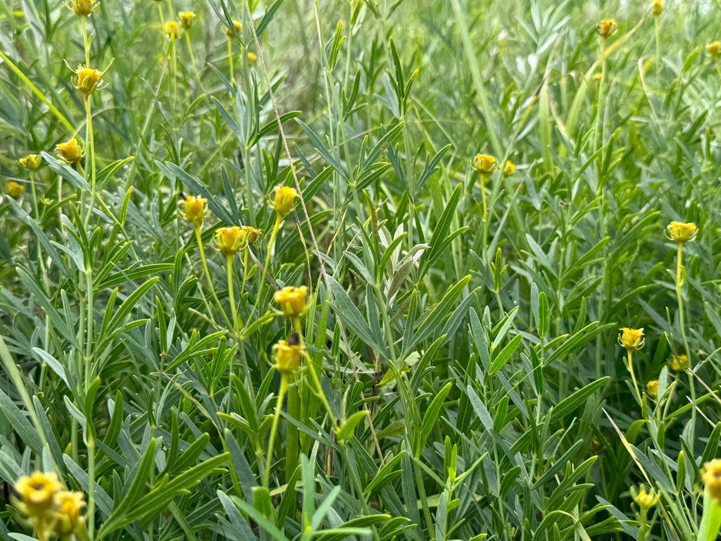 Prairie Coreopsis (Coreopsis Palmata)