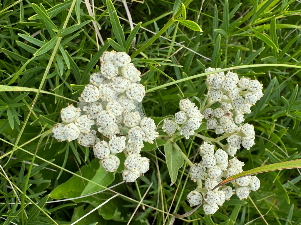 Wild Quinine (Parthenium Integrifolium)