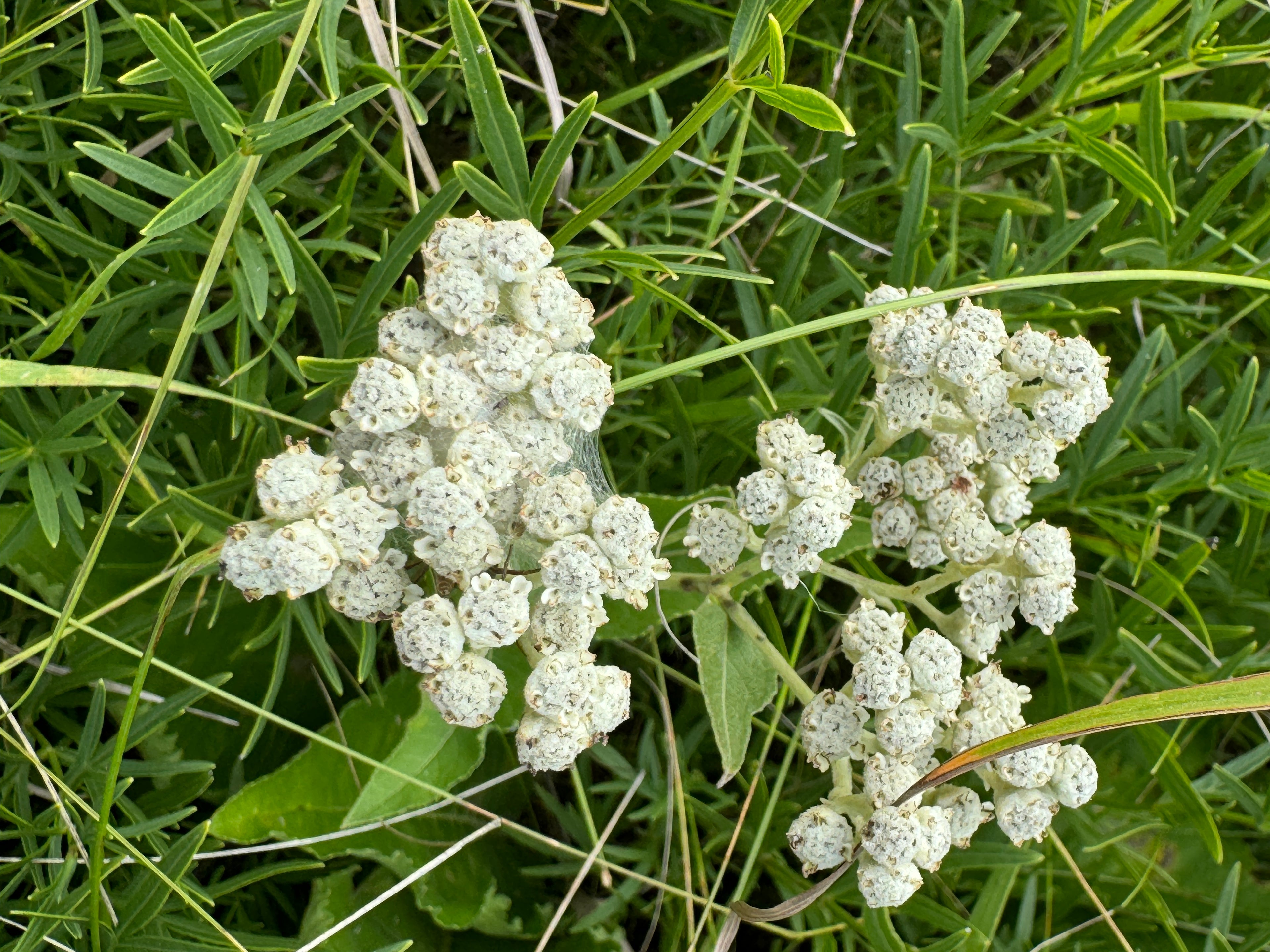 Wild Quinine (Parthenium Integrifolium)