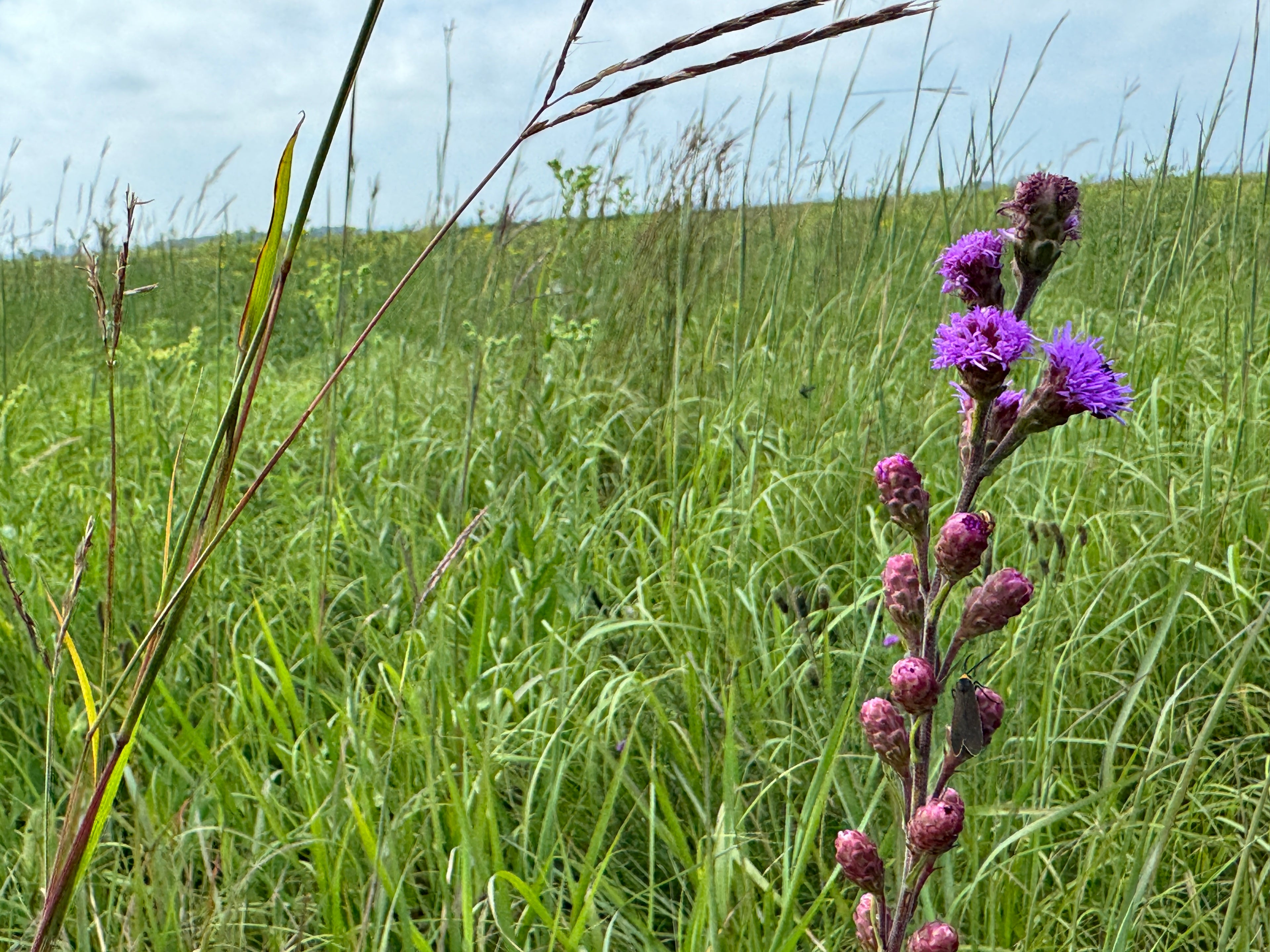 Meadow Blazing Star (Liatris Ligulistylis)