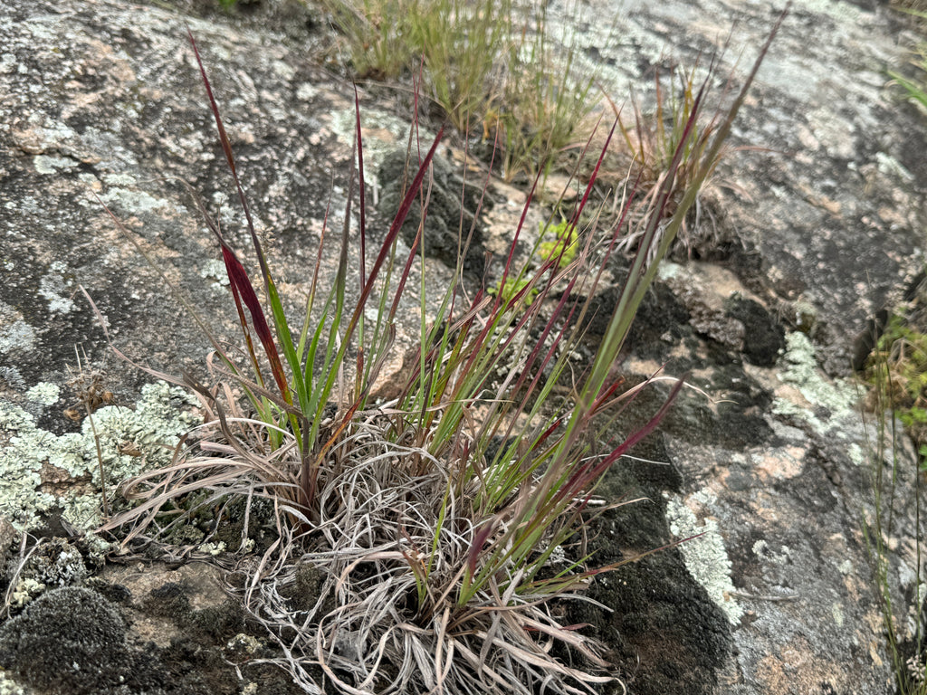 Little Bluestem (Schizachyrium Scoparium)