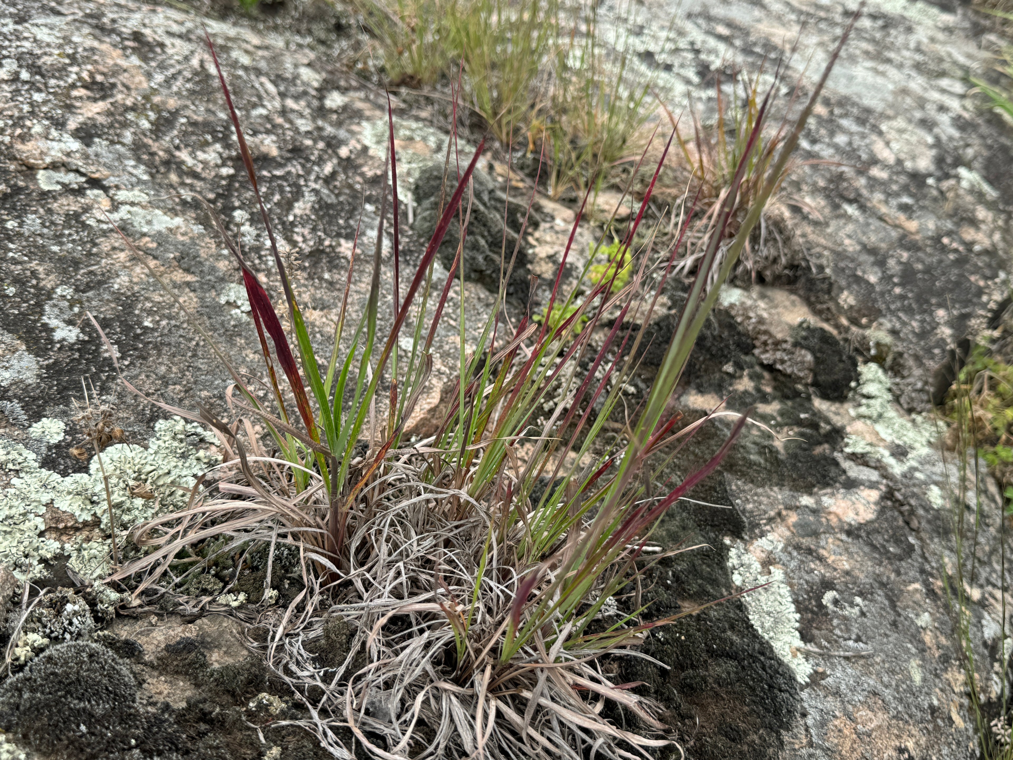 Little Bluestem (Schizachyrium Scoparium)