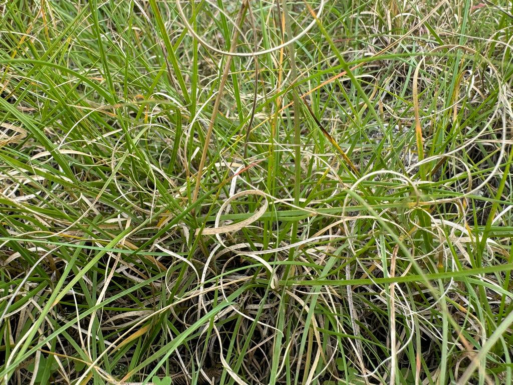 Blue Grama (Bouteloua Gracilis)