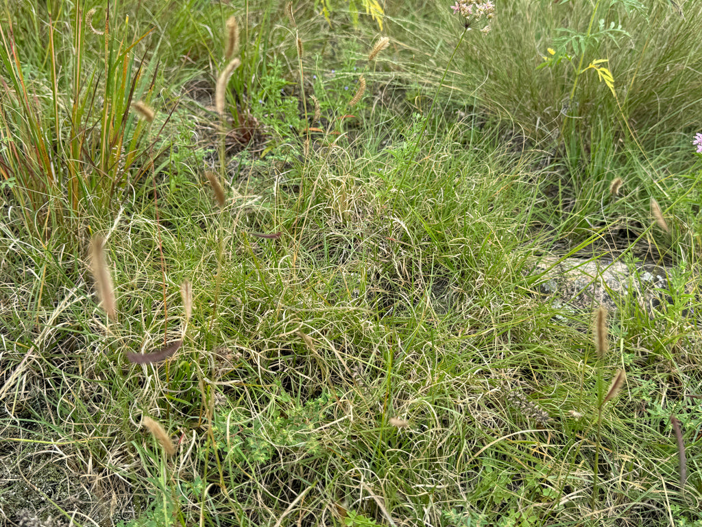 Blue Grama (Bouteloua Gracilis)