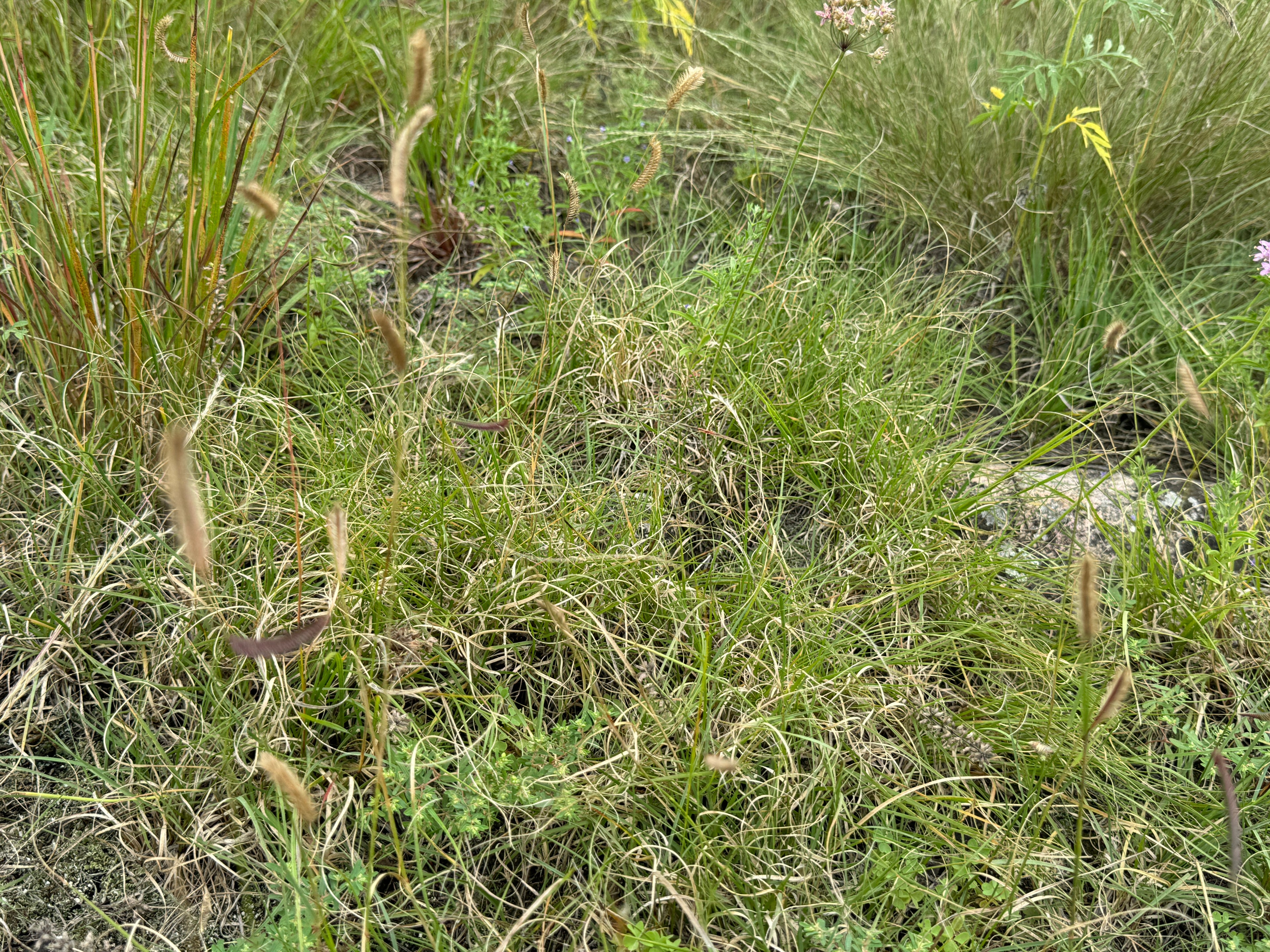 Blue Grama (Bouteloua Gracilis)
