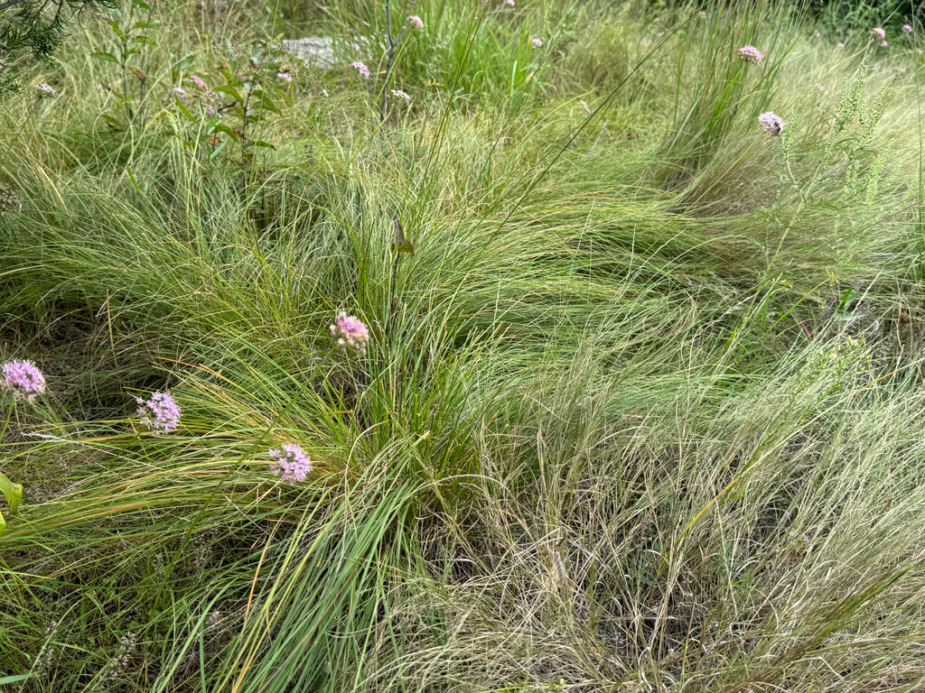 Prairie Dropseed (Sporobolus Heterolepis)