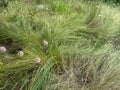 Prairie Dropseed (Sporobolus Heterolepis)