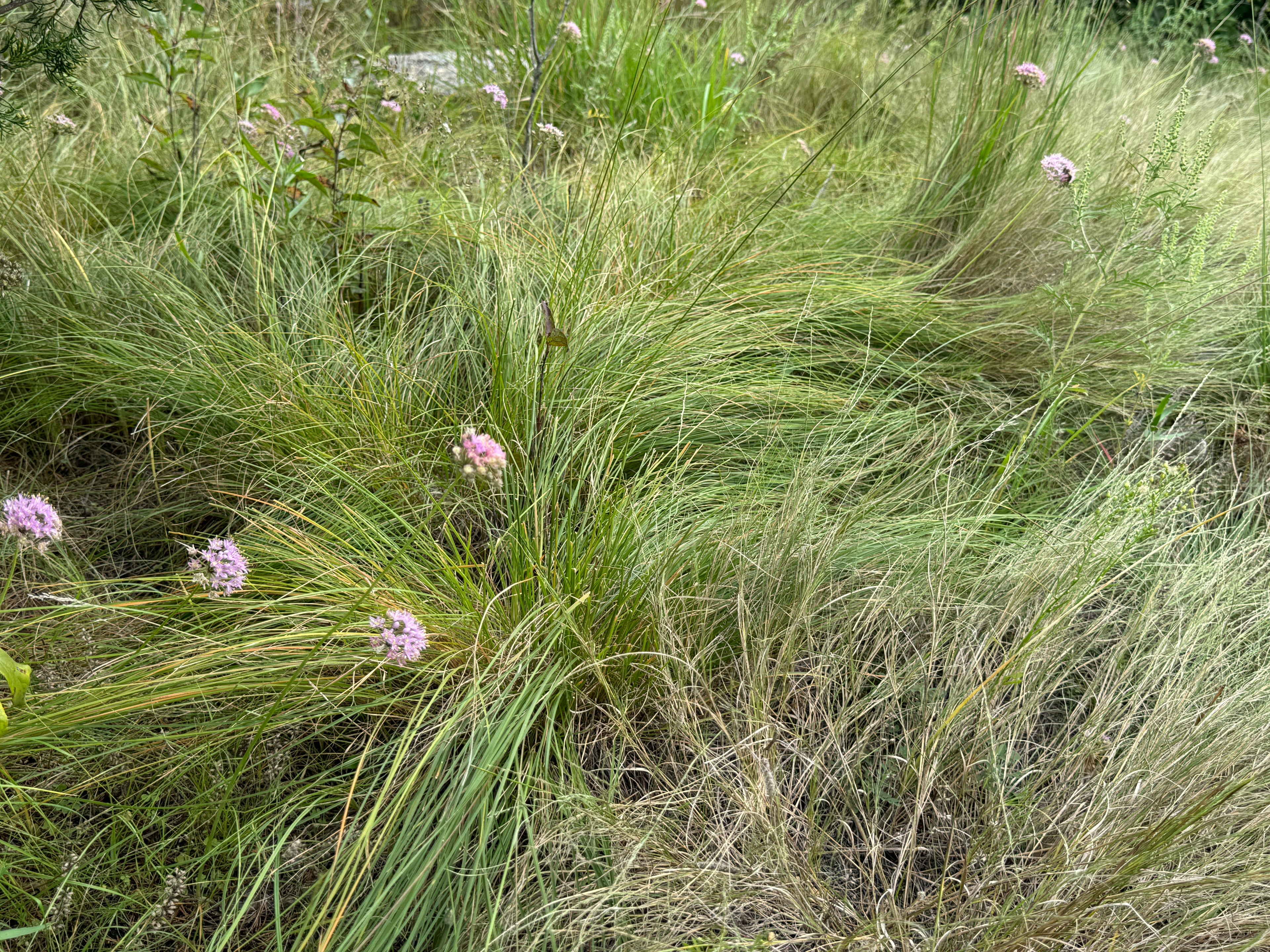 Prairie Dropseed (Sporobolus Heterolepis)