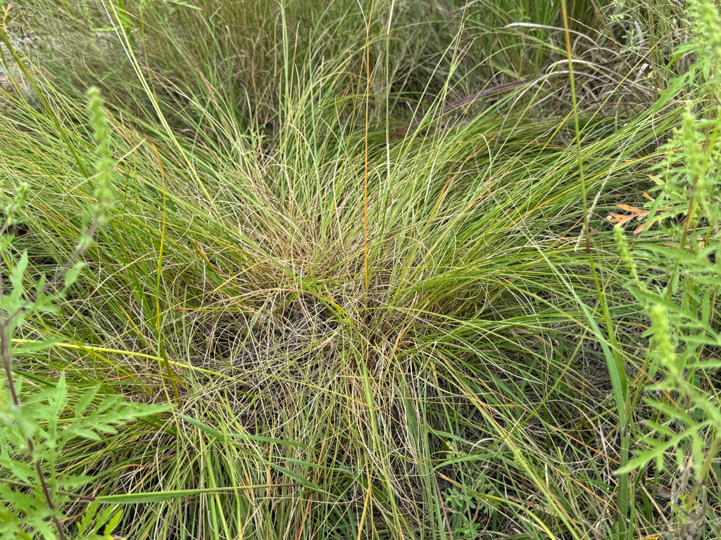 Prairie Dropseed (Sporobolus Heterolepis)