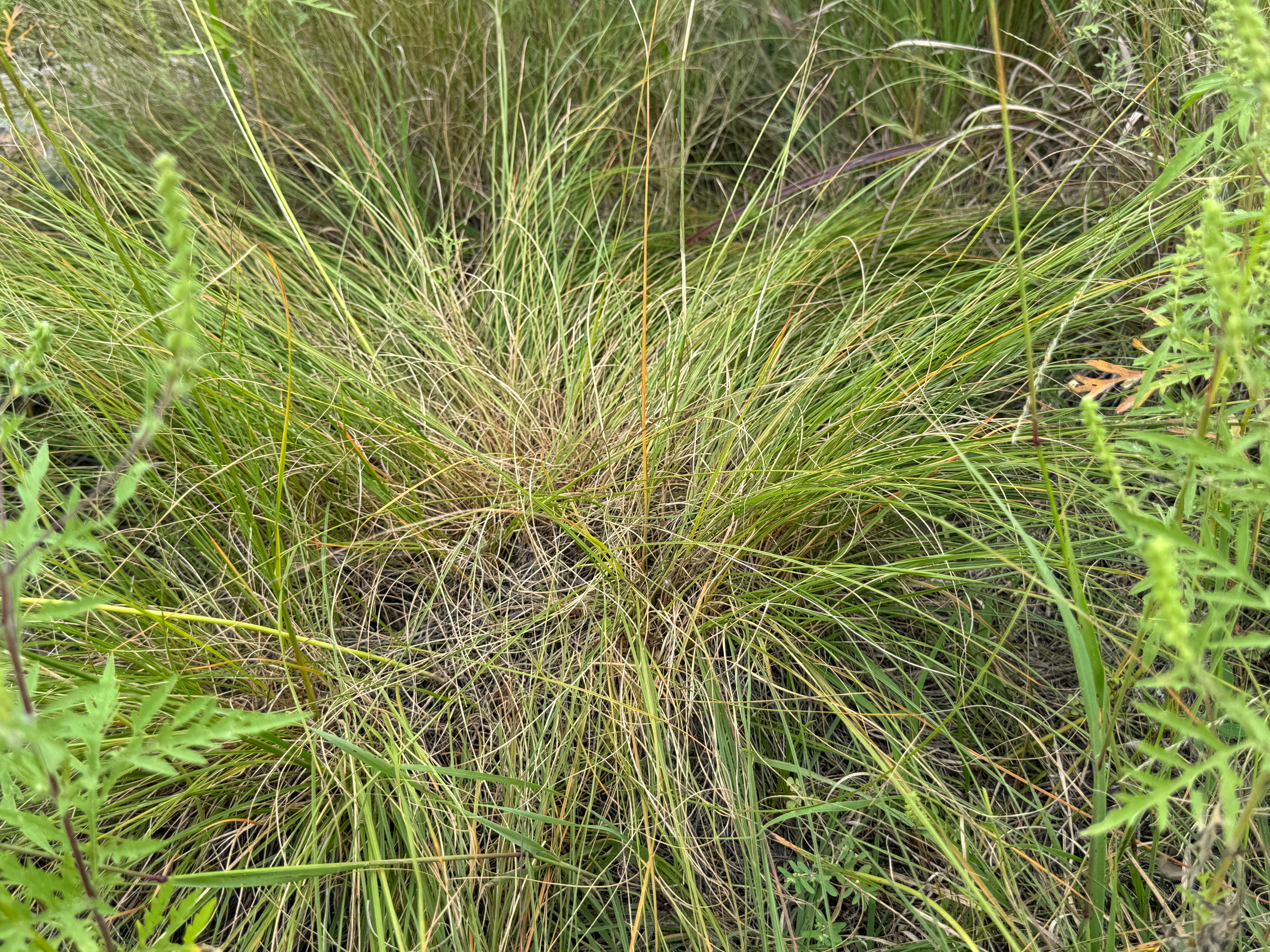 Prairie Dropseed (Sporobolus Heterolepis)