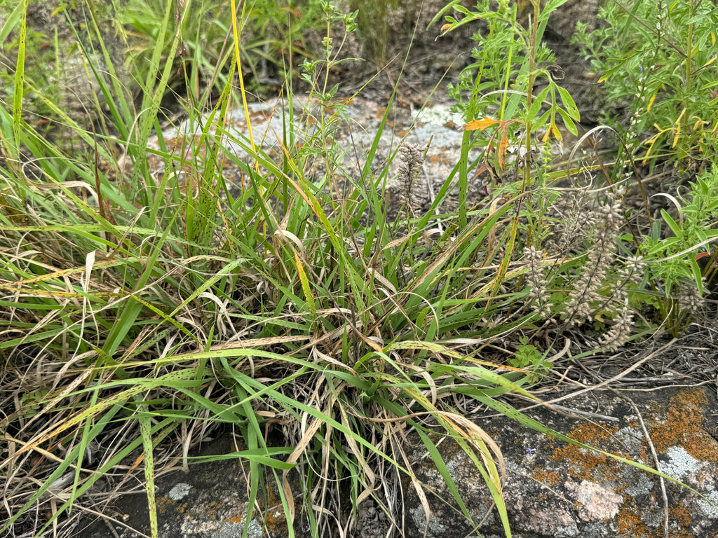 Side-Oats Grama (Bouteloua Curtipendula)