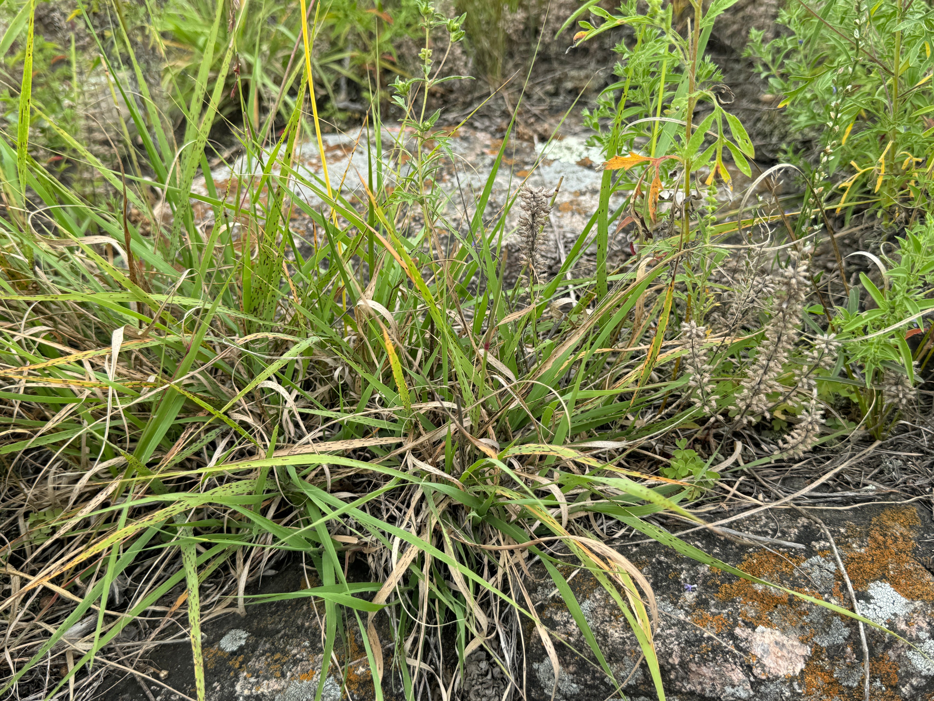 Side-Oats Grama (Bouteloua Curtipendula)