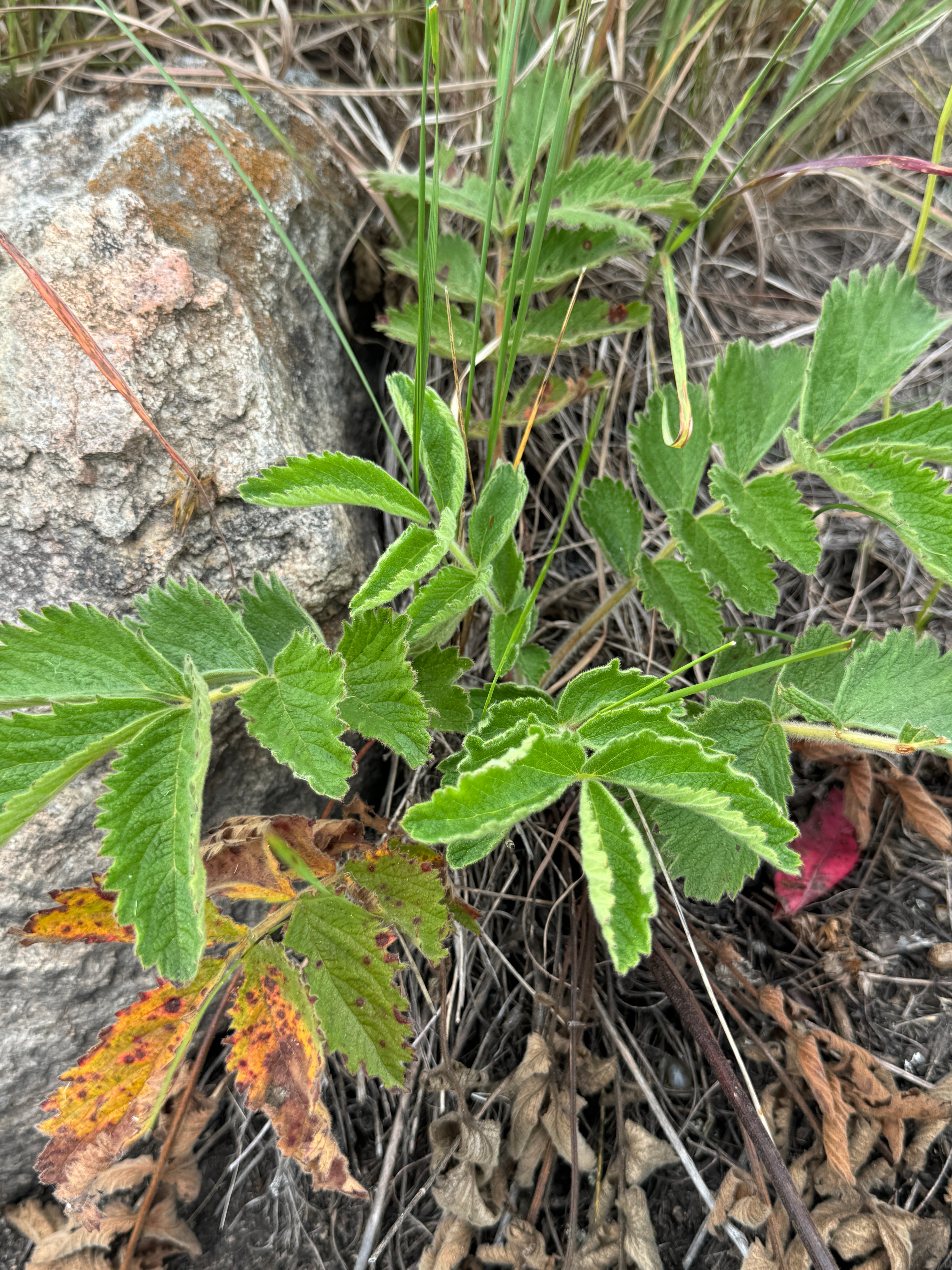 Prairie Cinquefoil (Drymocallis Arguta)