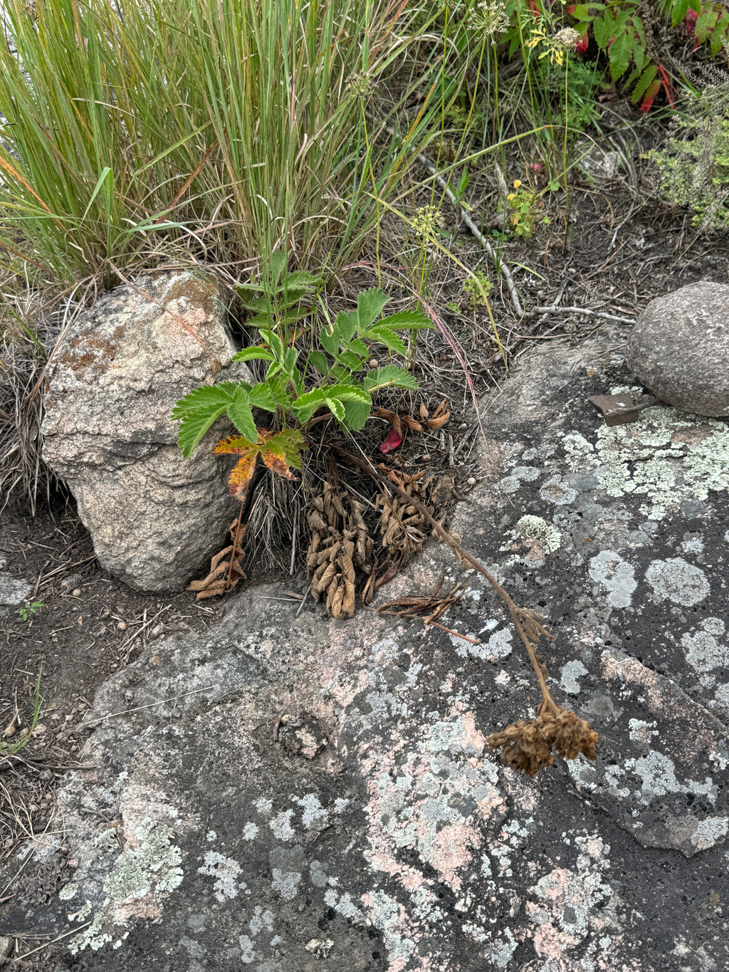 Prairie Cinquefoil (Drymocallis Arguta)