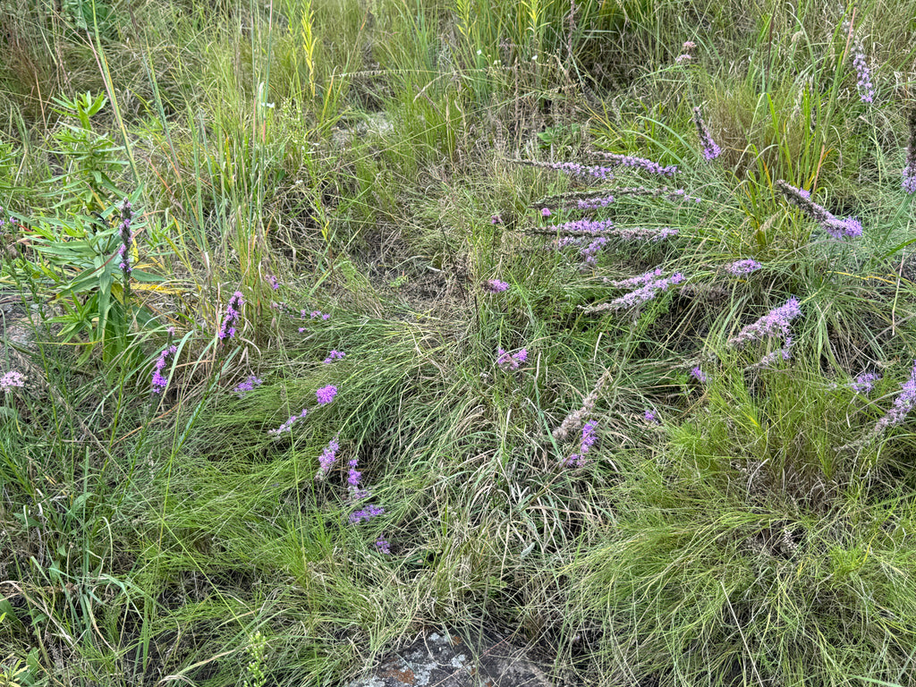 Dotted Blazing Star (Liatris Punctata)