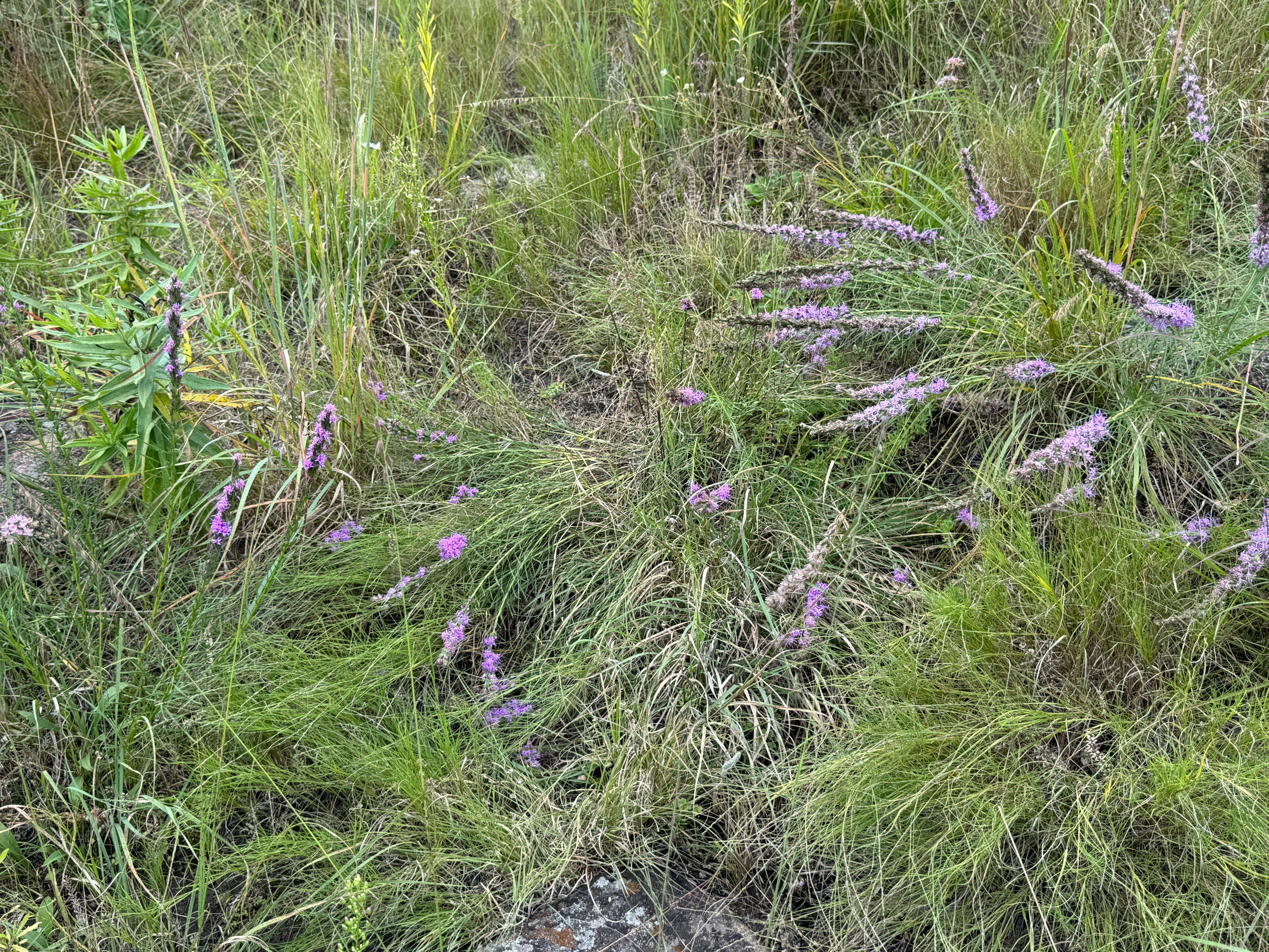 Dotted Blazing Star (Liatris Punctata)