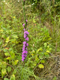 Dotted Blazing Star (Liatris Punctata)