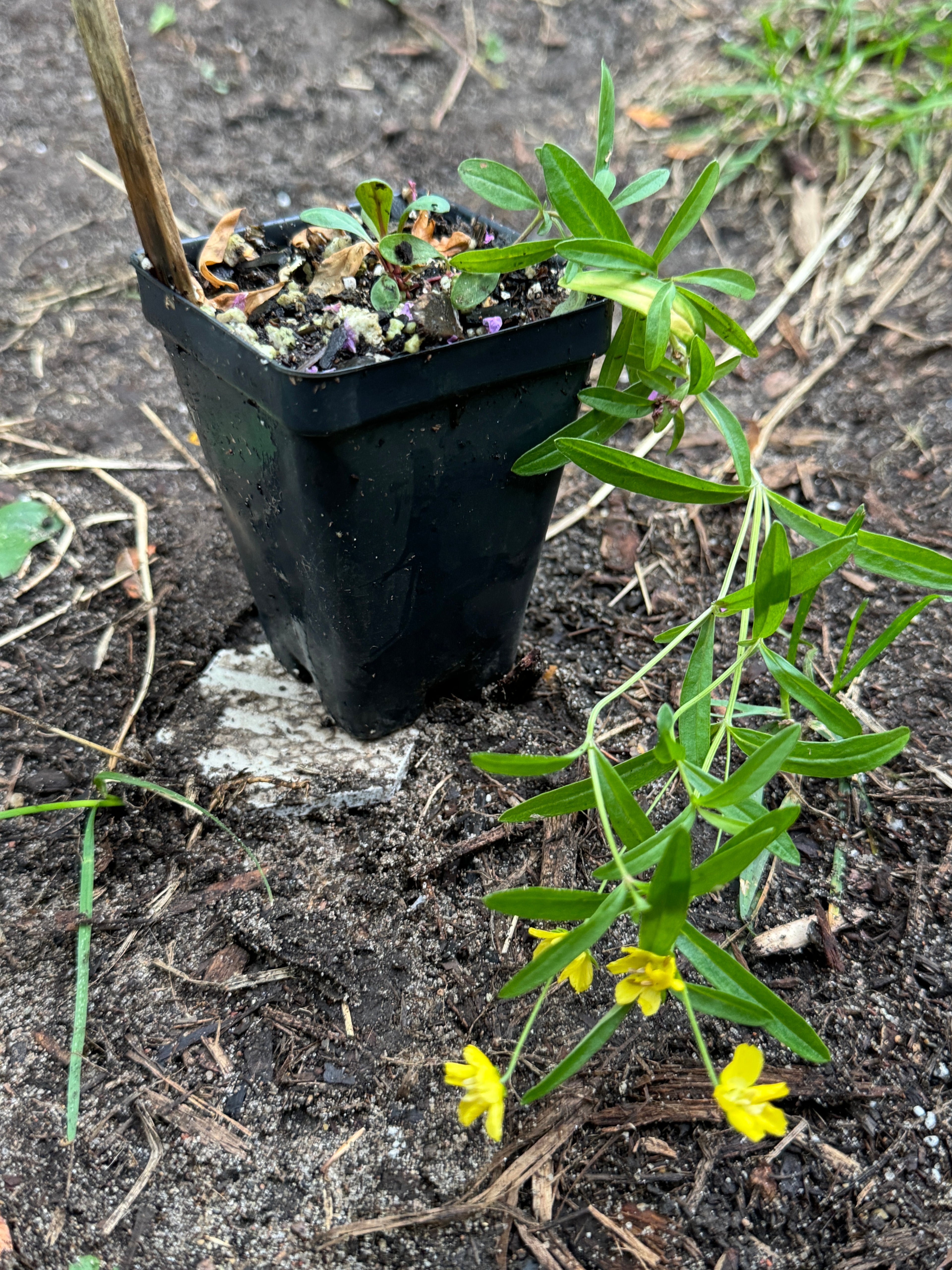 Prairie Loosestrife (Lysimachia Quadriflora)