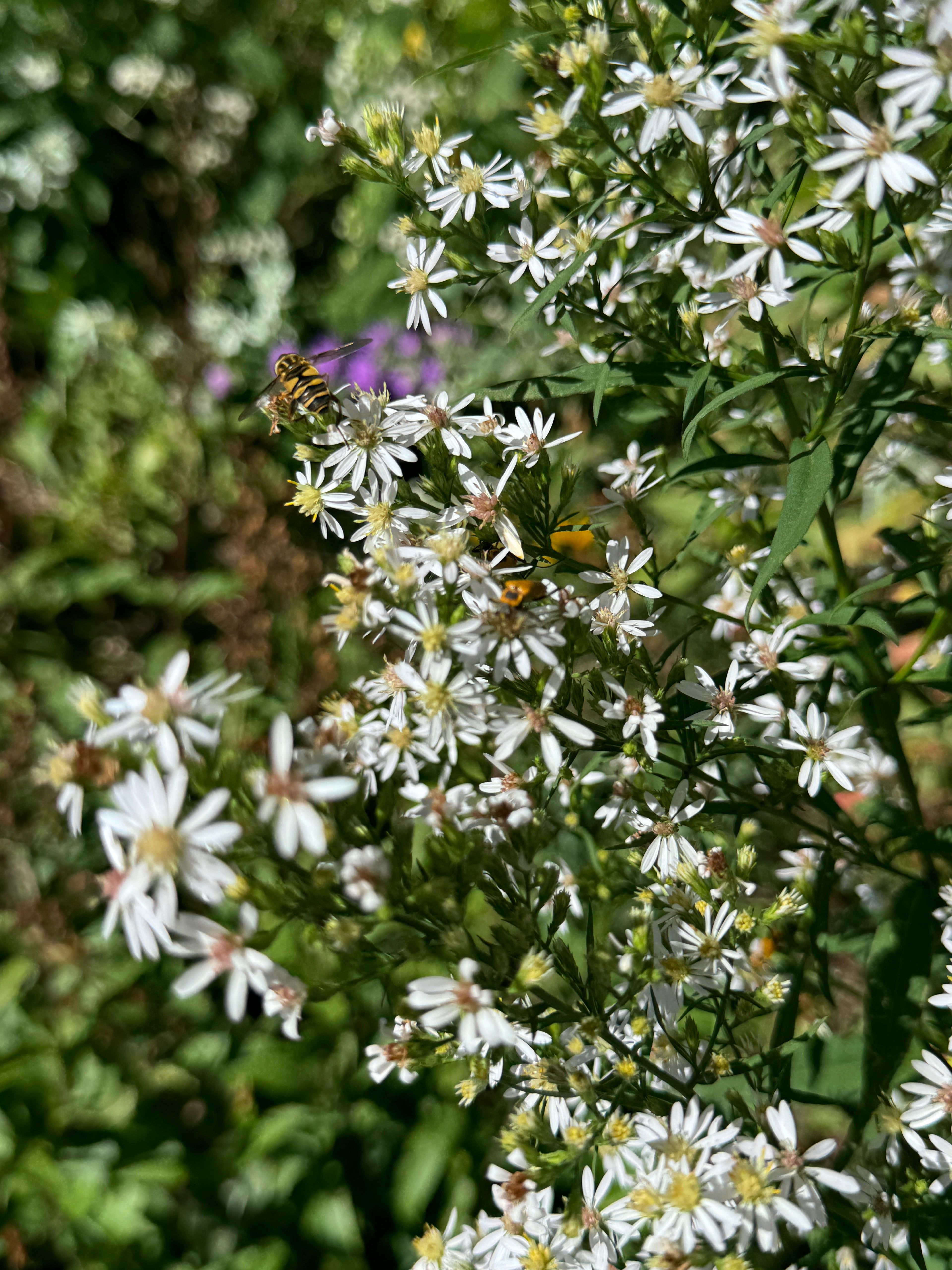Arrowleaf Aster (Symphyotruchum Urophyllum)