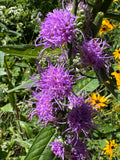 Rough Blazing Star (Liatris Aspera)
