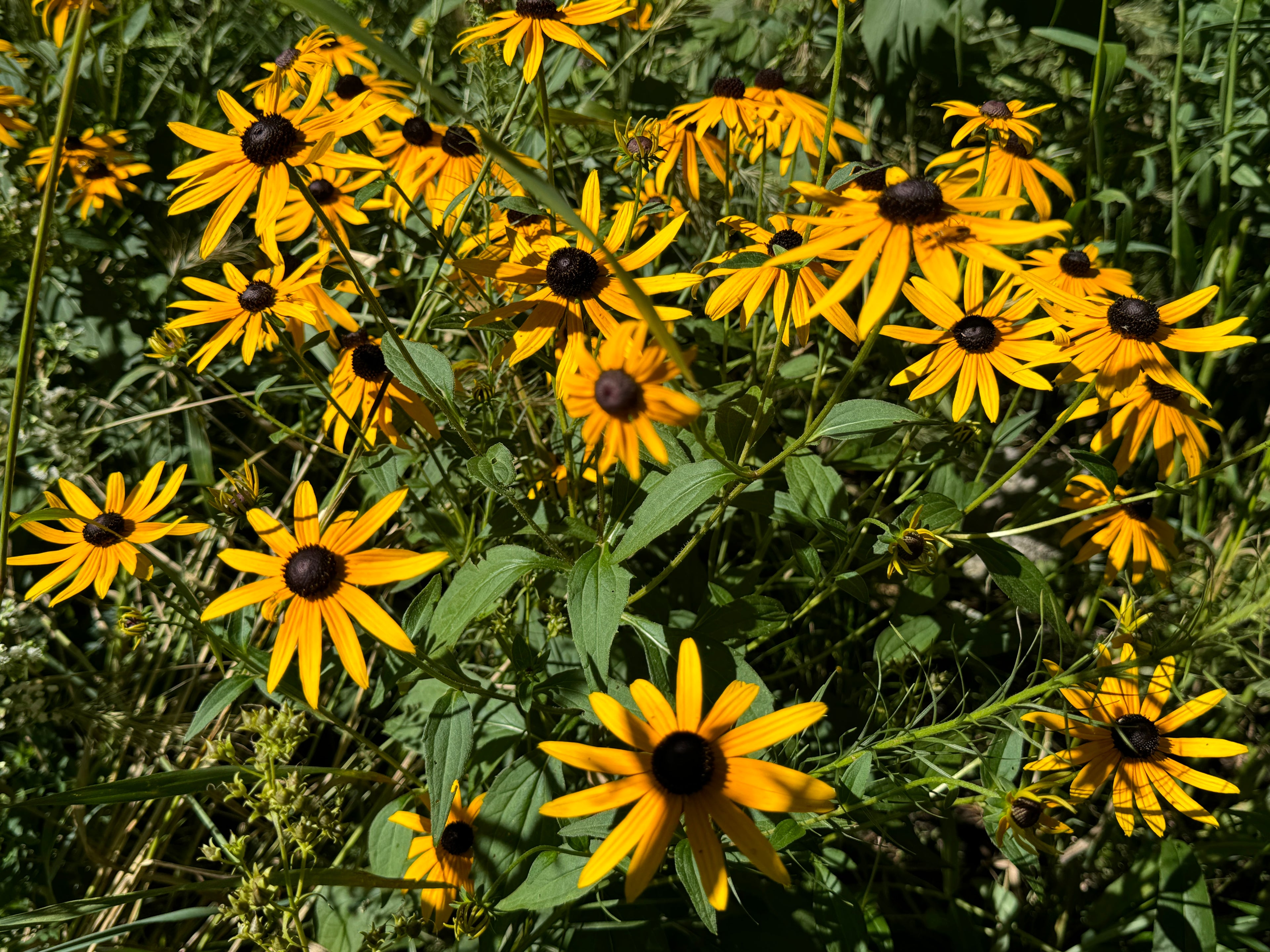 Orange Coneflower (Rudbeckia Fulgida)
