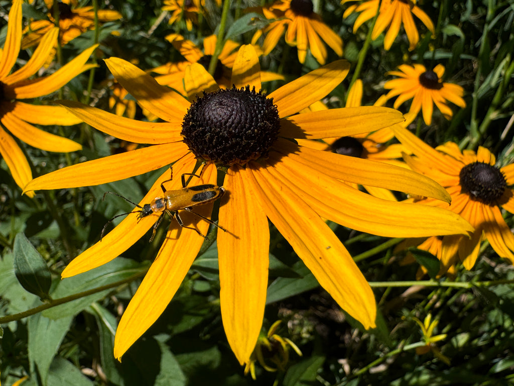 Orange Coneflower (Rudbeckia Fulgida)