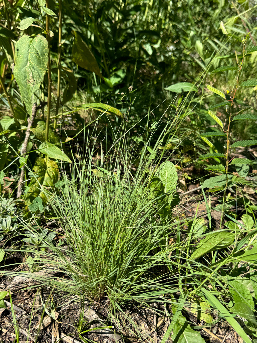 Bicknell's Sedge (Carex Bicknellii)