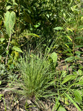 Bicknell's Sedge (Carex Bicknellii)