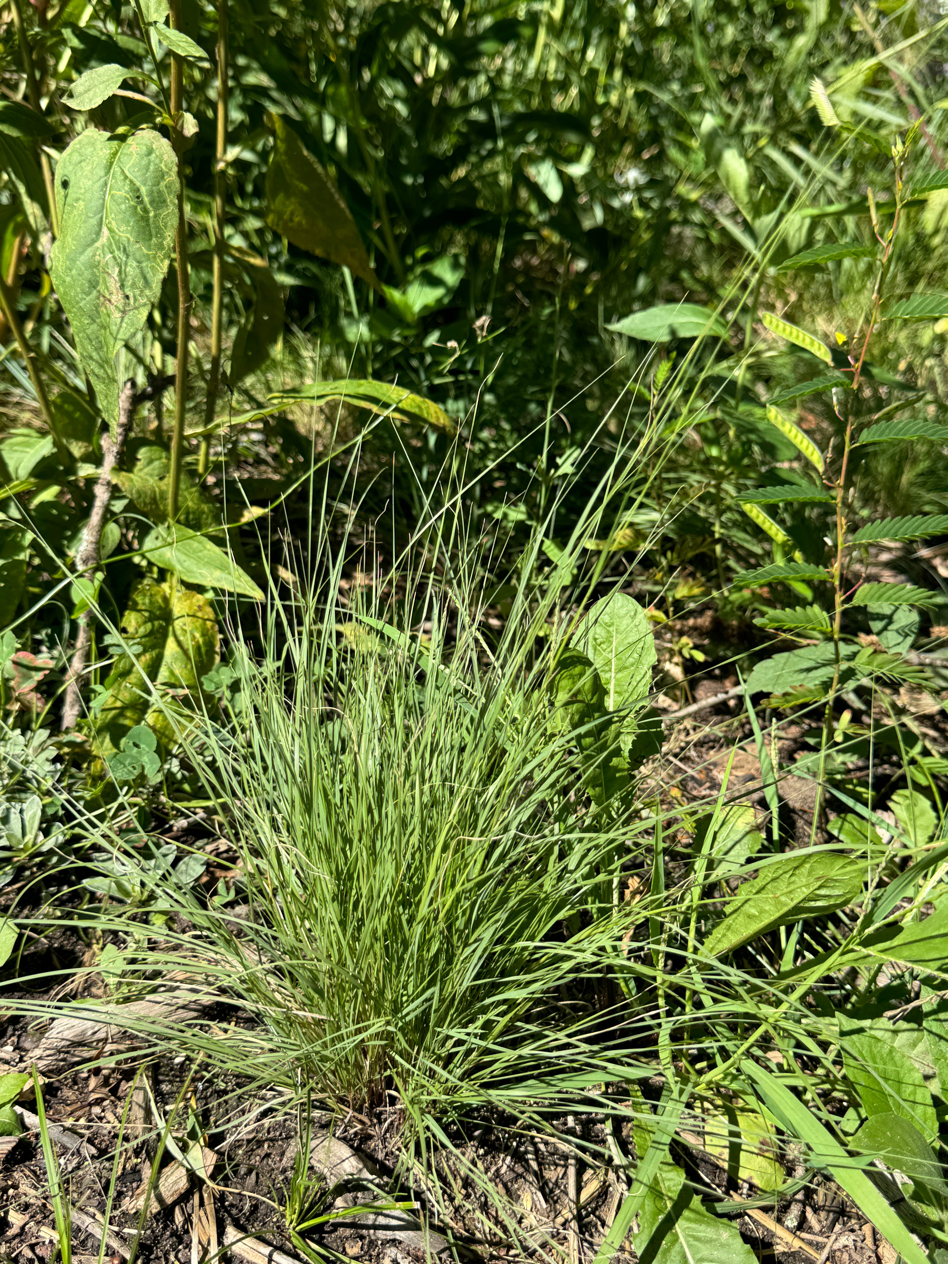 Bicknell's Sedge (Carex Bicknellii)