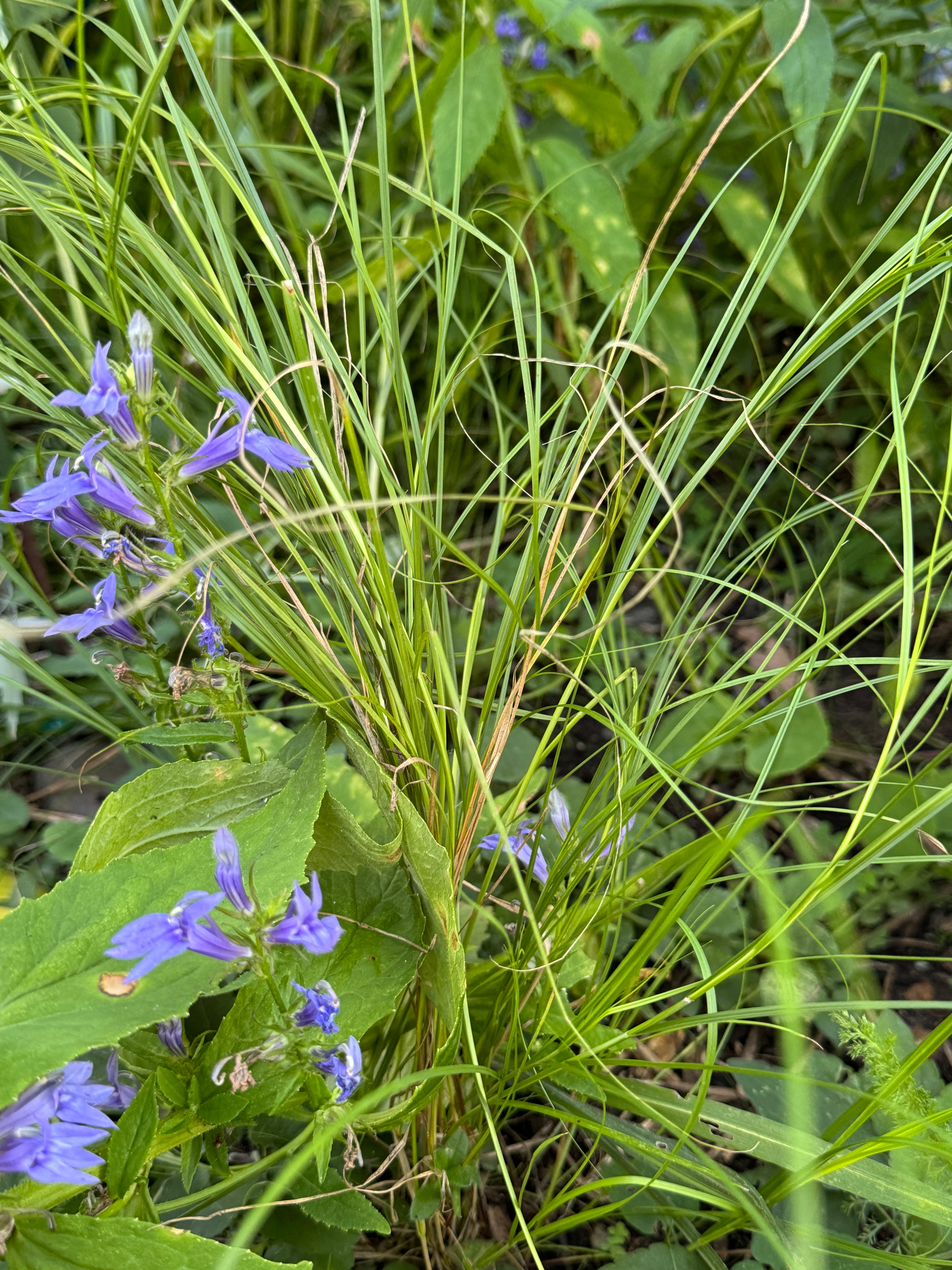 Bicknell's Sedge (Carex Bicknellii)