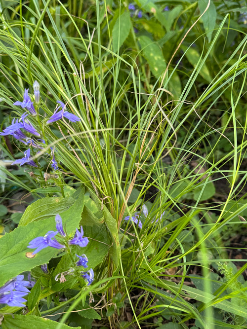Bicknell's Sedge (Carex Bicknellii)