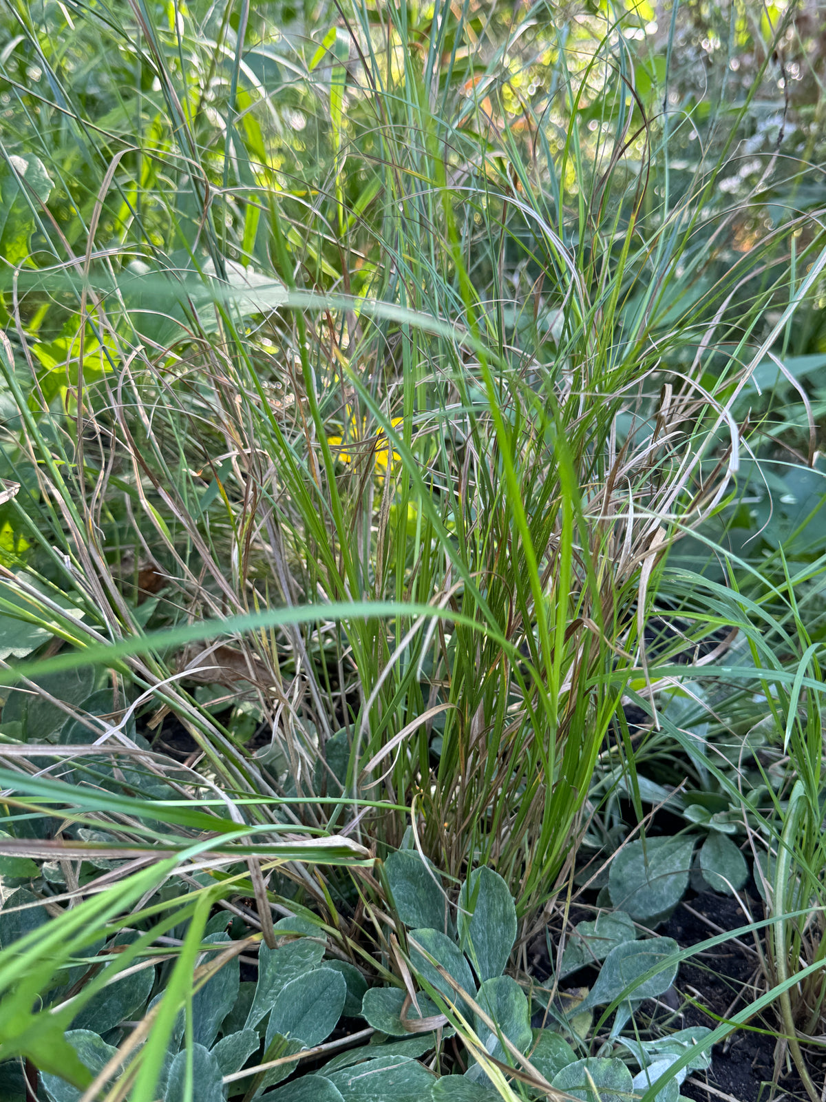 Plains Oval Sedge (Carex brevior)