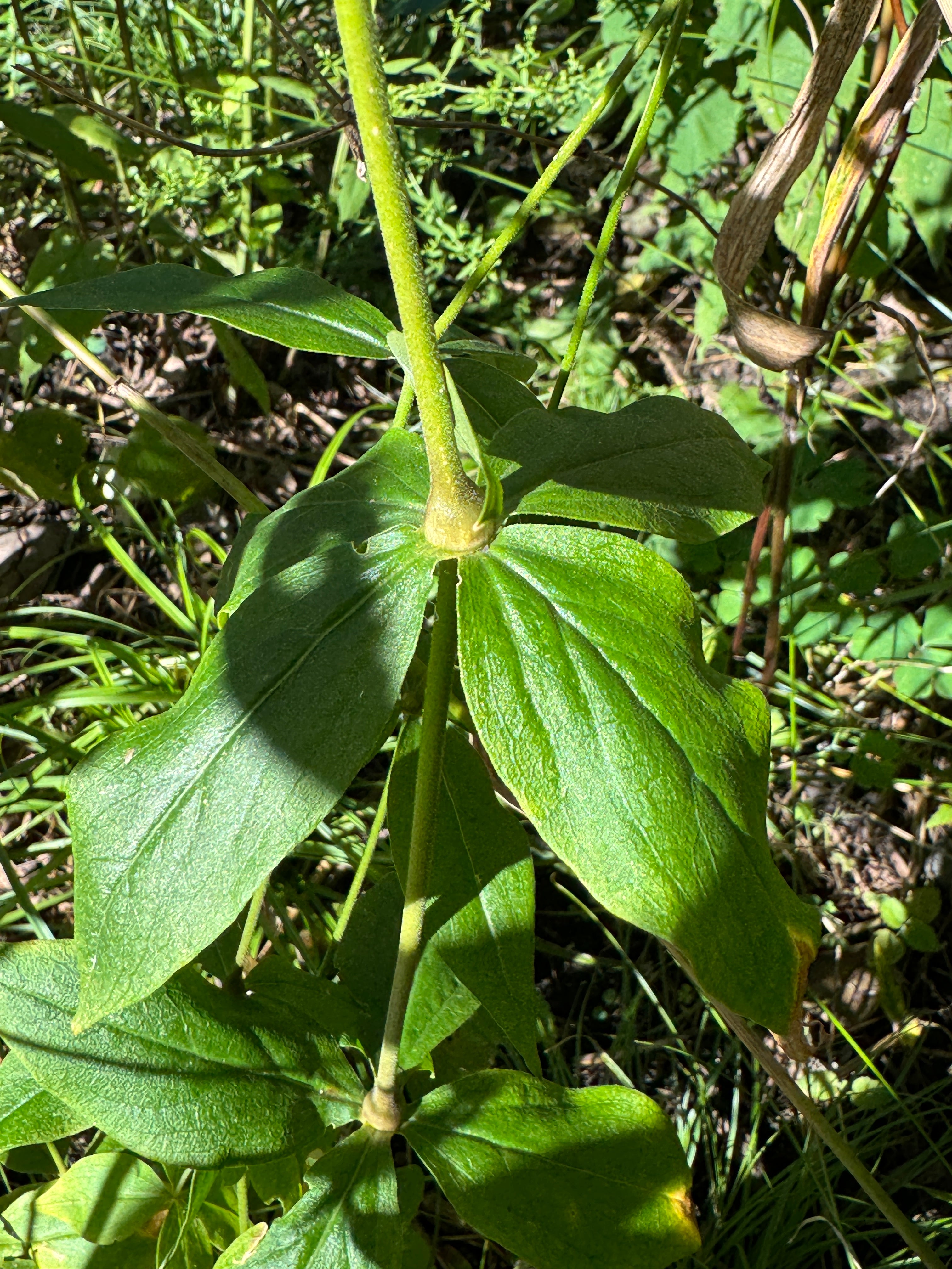 Starry Campion (Silene Stellata)
