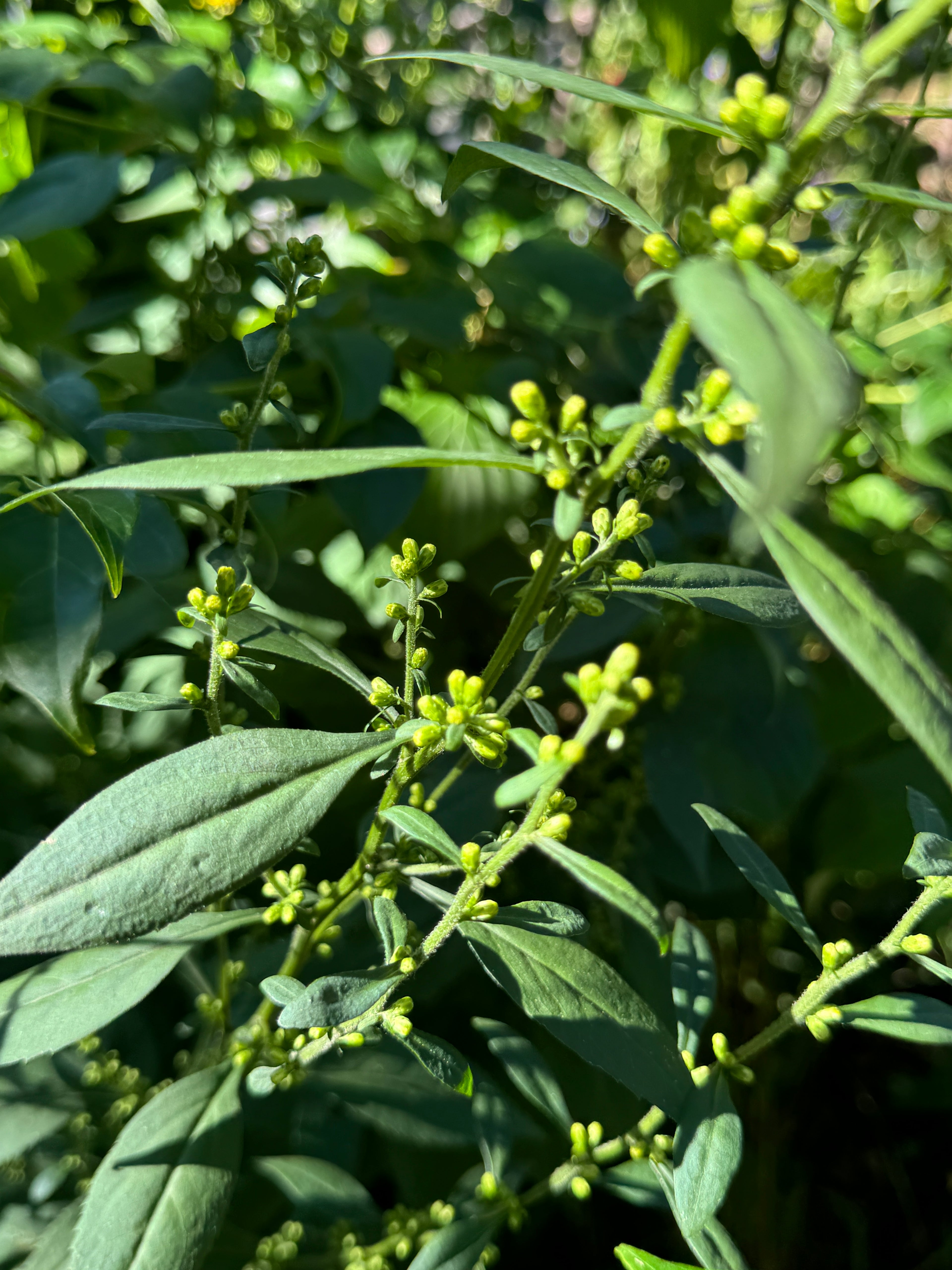 Zigzag Goldenrod (Solidago Flexicaulis)