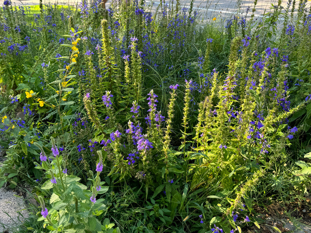 Blue lobelia (Lobelia Siphilitica)